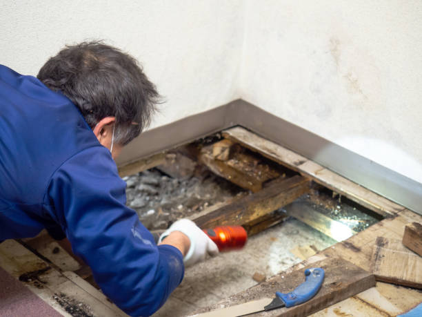 Best Home Mold Removal  in Black River Falls, WI