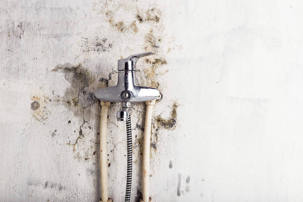 Best Emergency Mold Removal  in Black River Falls, WI