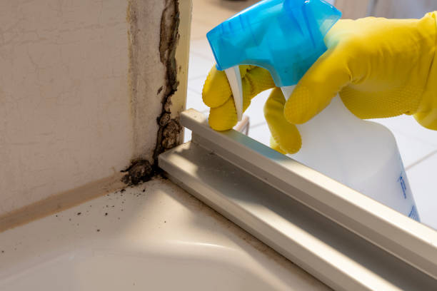 Best Professional Mold Removal  in Black River Falls, WI