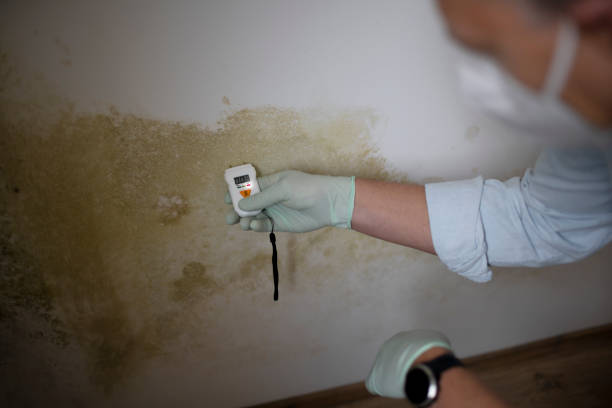 Best Crawl Space Mold Removal  in Black River Falls, WI