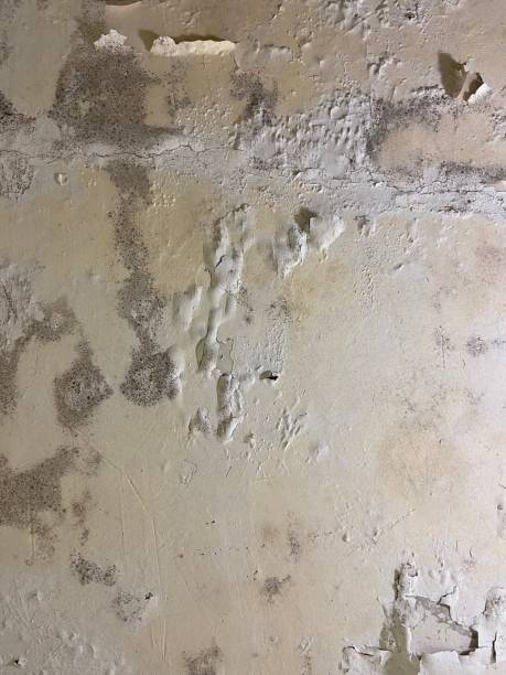Best Local Mold Removal Service  in Black River Falls, WI