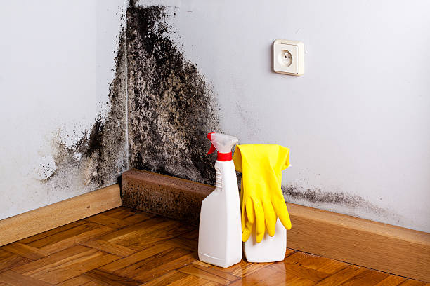 Best Residential Mold Removal  in Black River Falls, WI