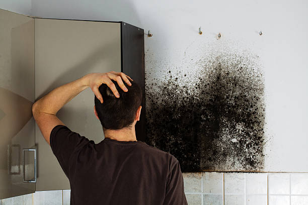 Best Affordable Mold Removal  in Black River Falls, WI