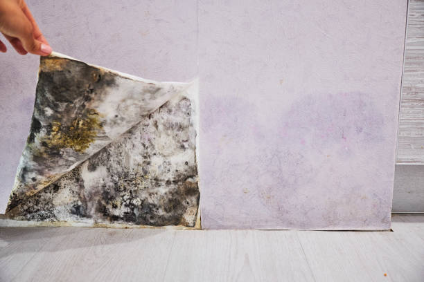 Certified Mold Removal in Black River Falls, WI